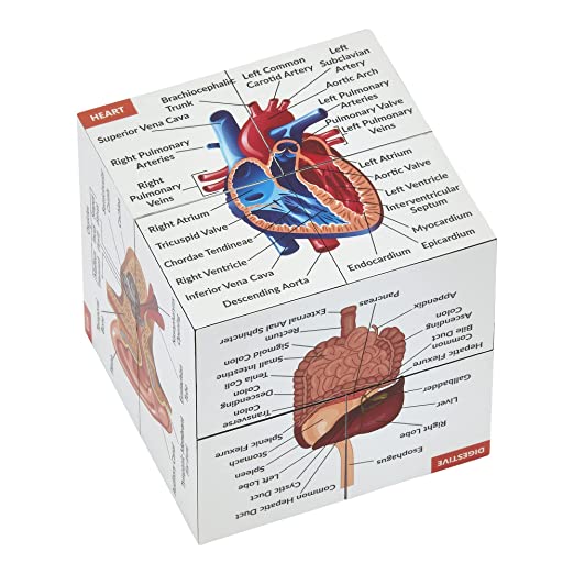 Human Anatomy Study Cube