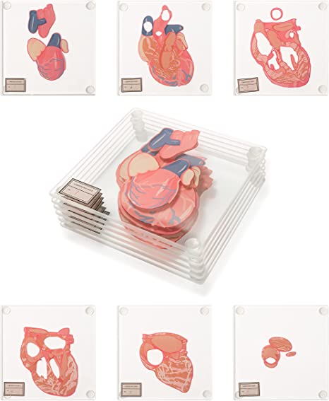Heart Specimen Coasters